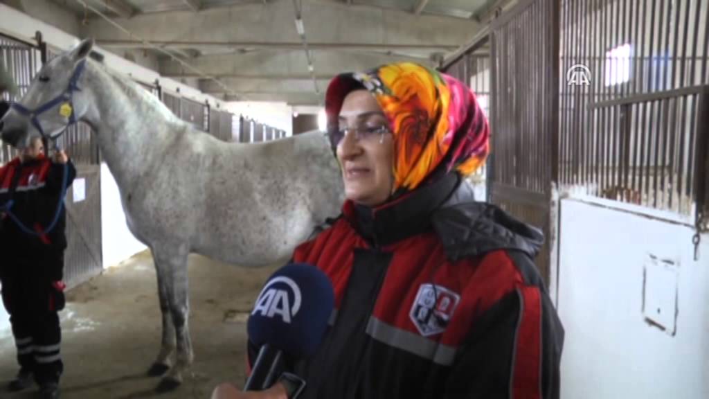 Şampiyon adayı atlar kadınlara emanet