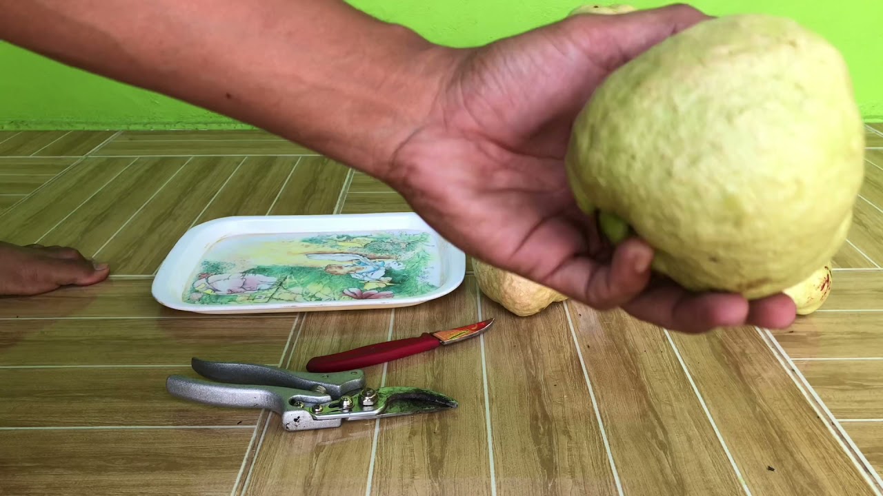 JAMBU HONGPAUSE | RED DIAMOND | KRISTAL MERAH GENJAH, CEPAT BERBUAH DAN BESAR BESAR. PART 2