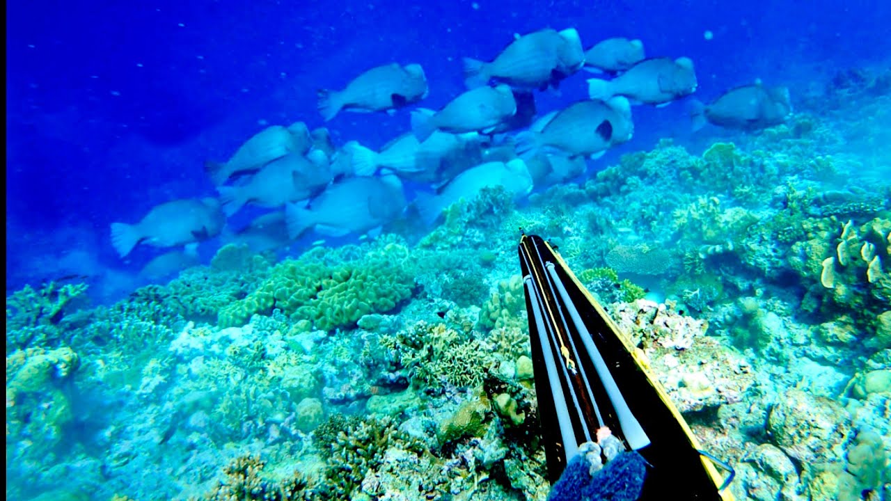 Camping 3 Hari Untuk Berburu Ikan Dinosaurus Di Pulau Kecil Laut Banda
