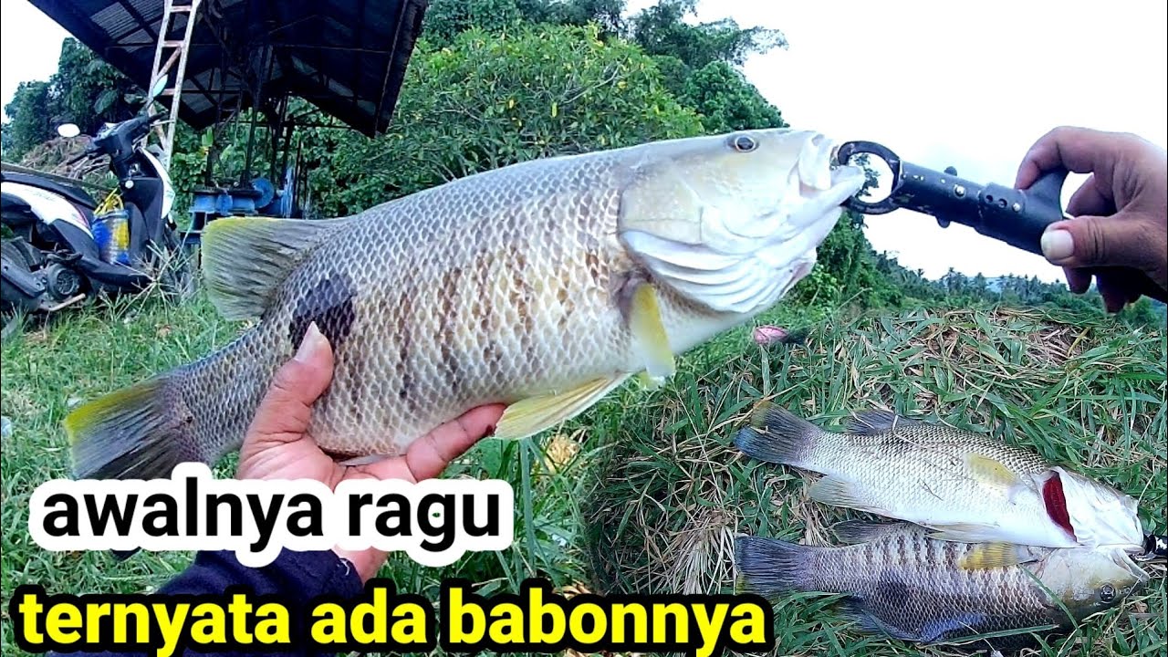 DI LUAR PREDIKSI TERNYATA SPOT INI ADA IKAN KAKAP BESARNYA