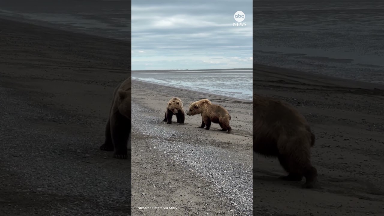 Tourists get front-row seat to bear brawl in Alaska