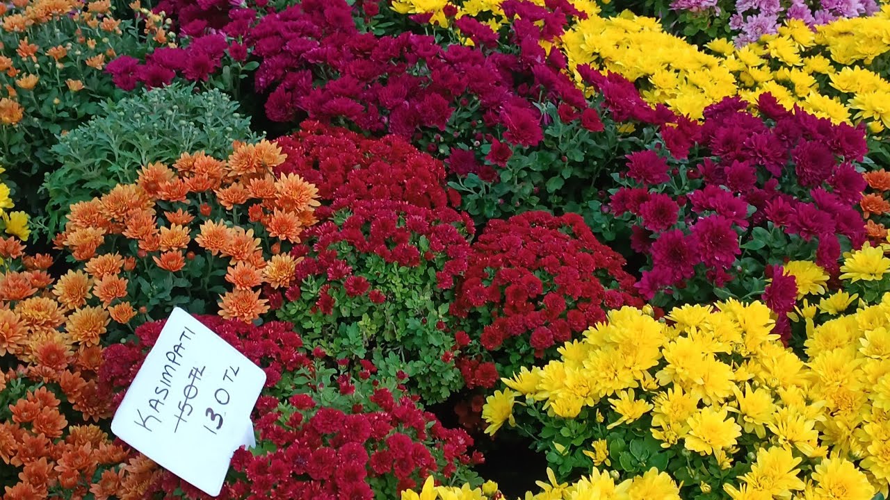 Bursa Özlüce Lavanta Peyzaj Sera Gezim #plants #aboneol #keşfetbeniöneçıkar #çiçek #aboneol #keşfet 