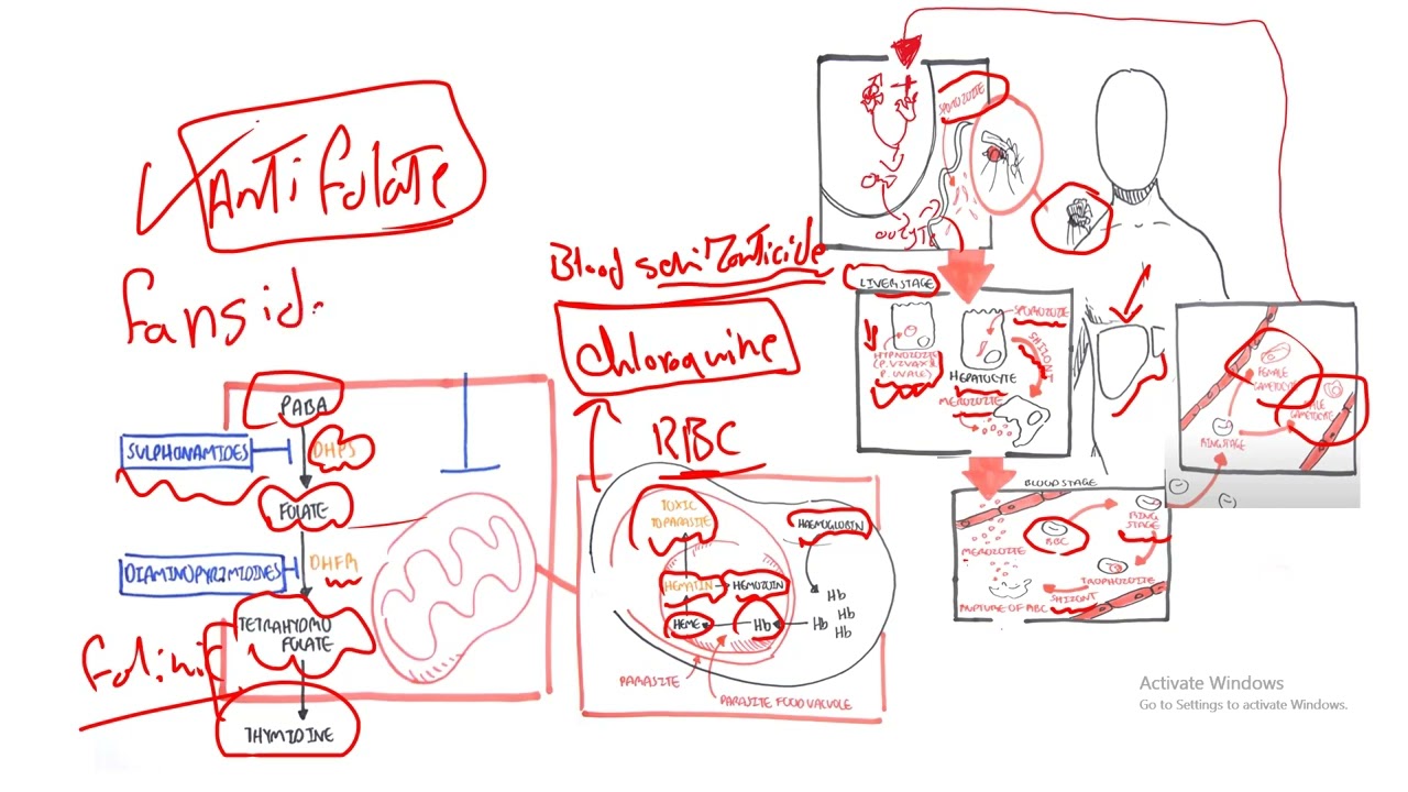 antimalarial drugs revision