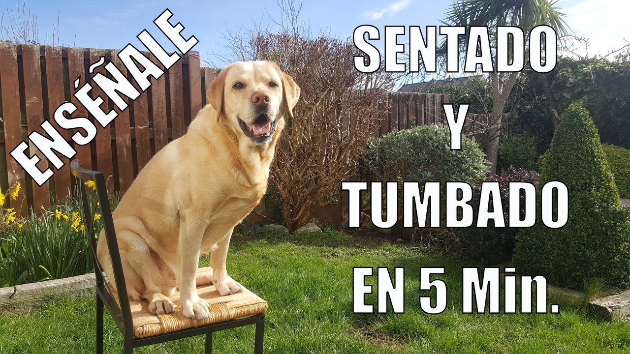 Enseña a tu Perro a Sentarse y Tumbarse en 5 min