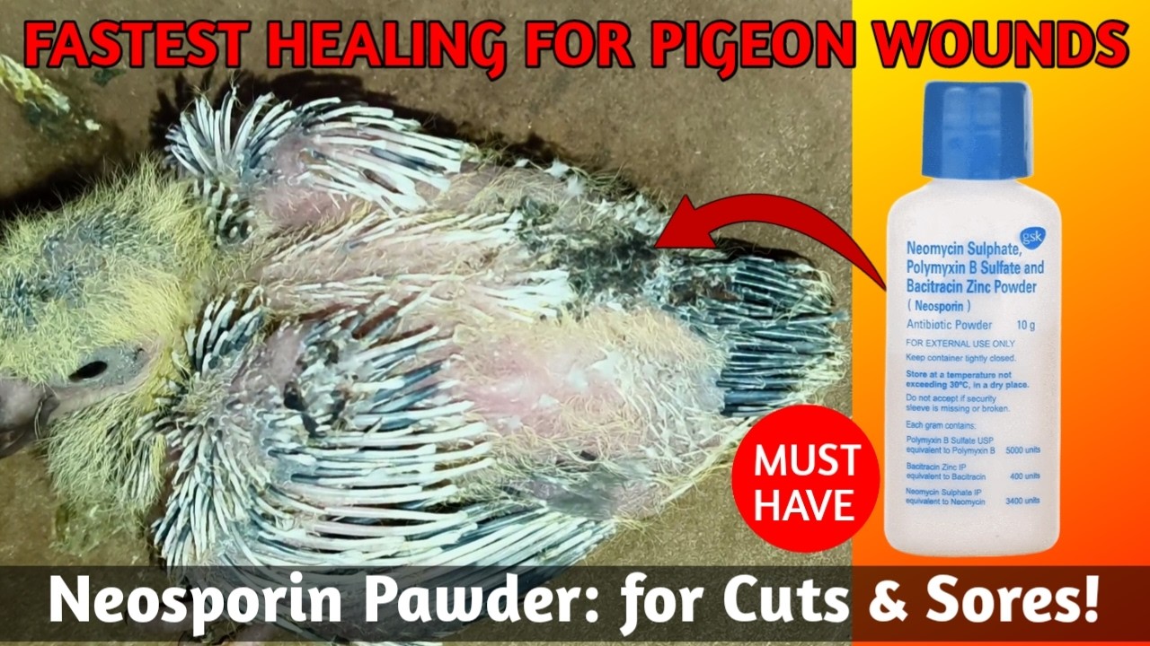 Neosporin Powder for Pigeon Wounds 🕊️ | Cut, Injury & Fast Healing Treatment