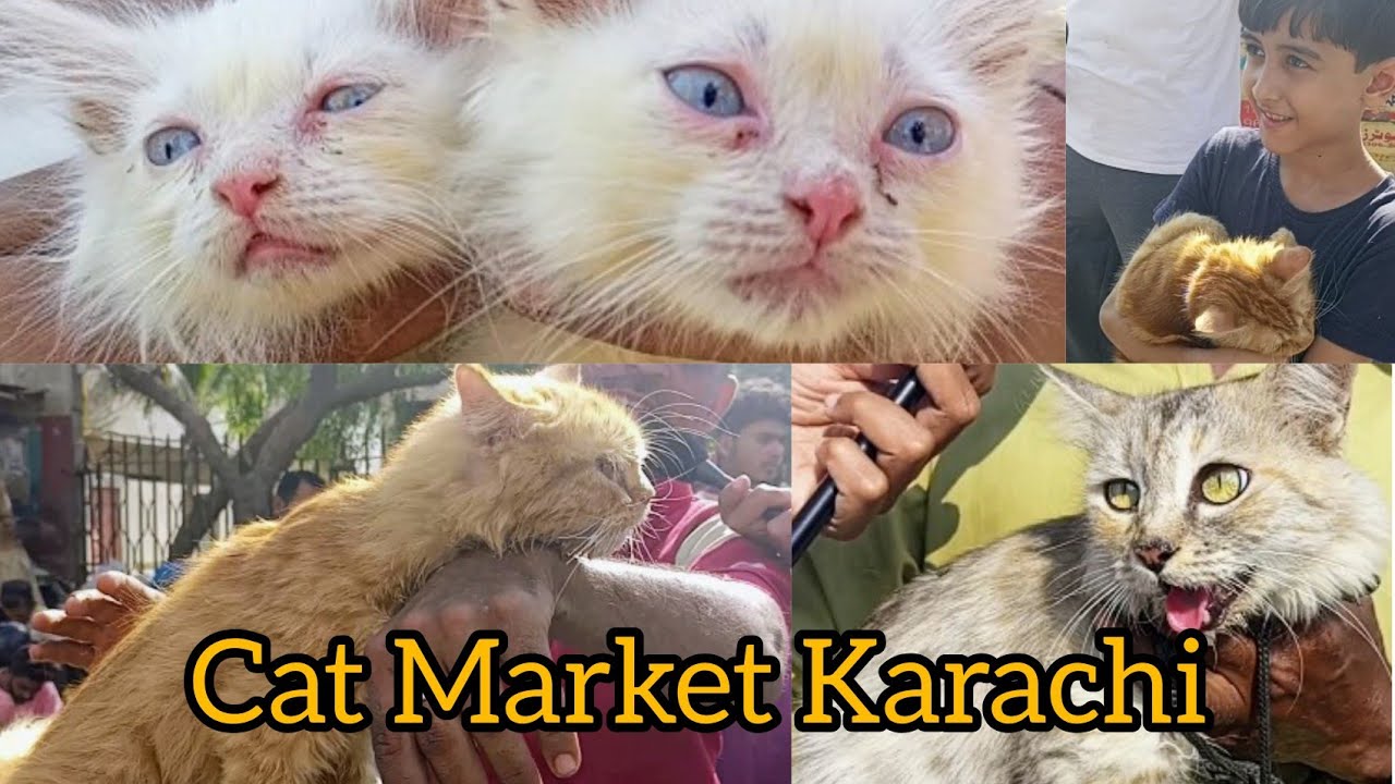 Cat Market Saddar Karachi Billi ki Market 