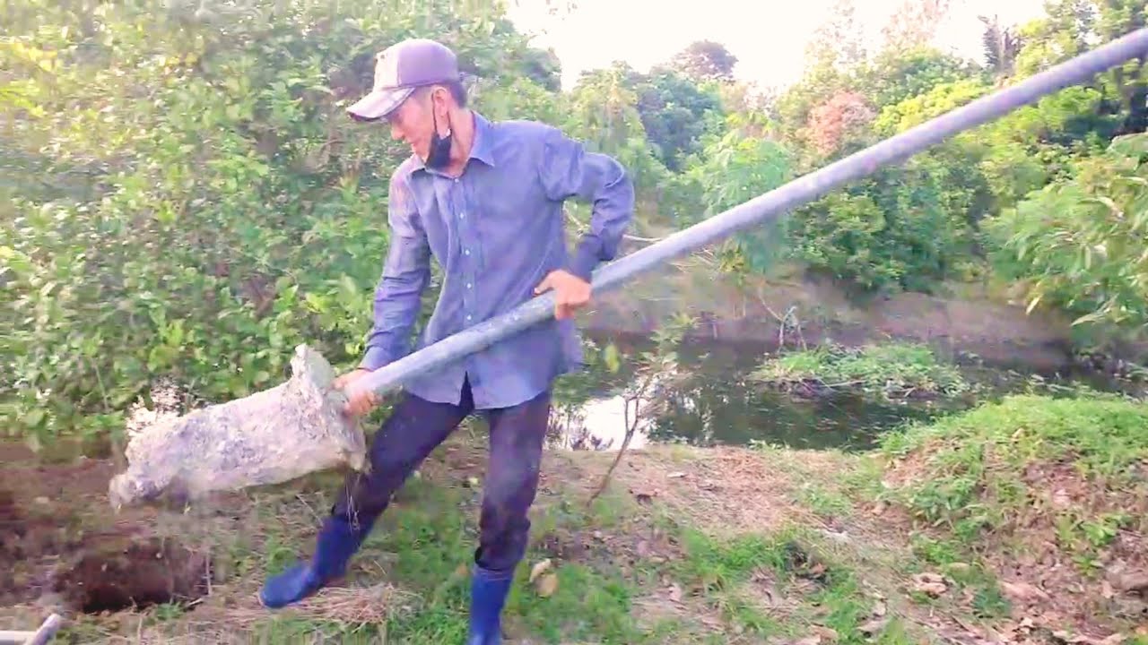 Trồng trụ kéo điện để tưới tiêu vườn sầu riêng 