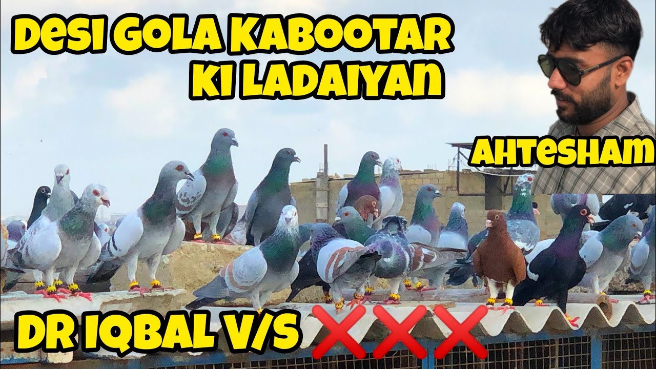 Ahtesham Dr Iqbal V/S ❌❌❌ | Desi Gola Kabootar ki ladaiyan | 🇵🇰 Most Expensive pigeon | Gola pigeon
