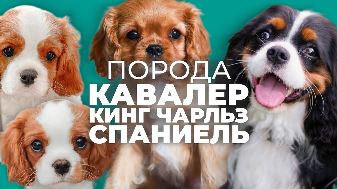 Кавалер Кинг Чарльз Спаниель 🐾 Плюсы, минусы и воспитание