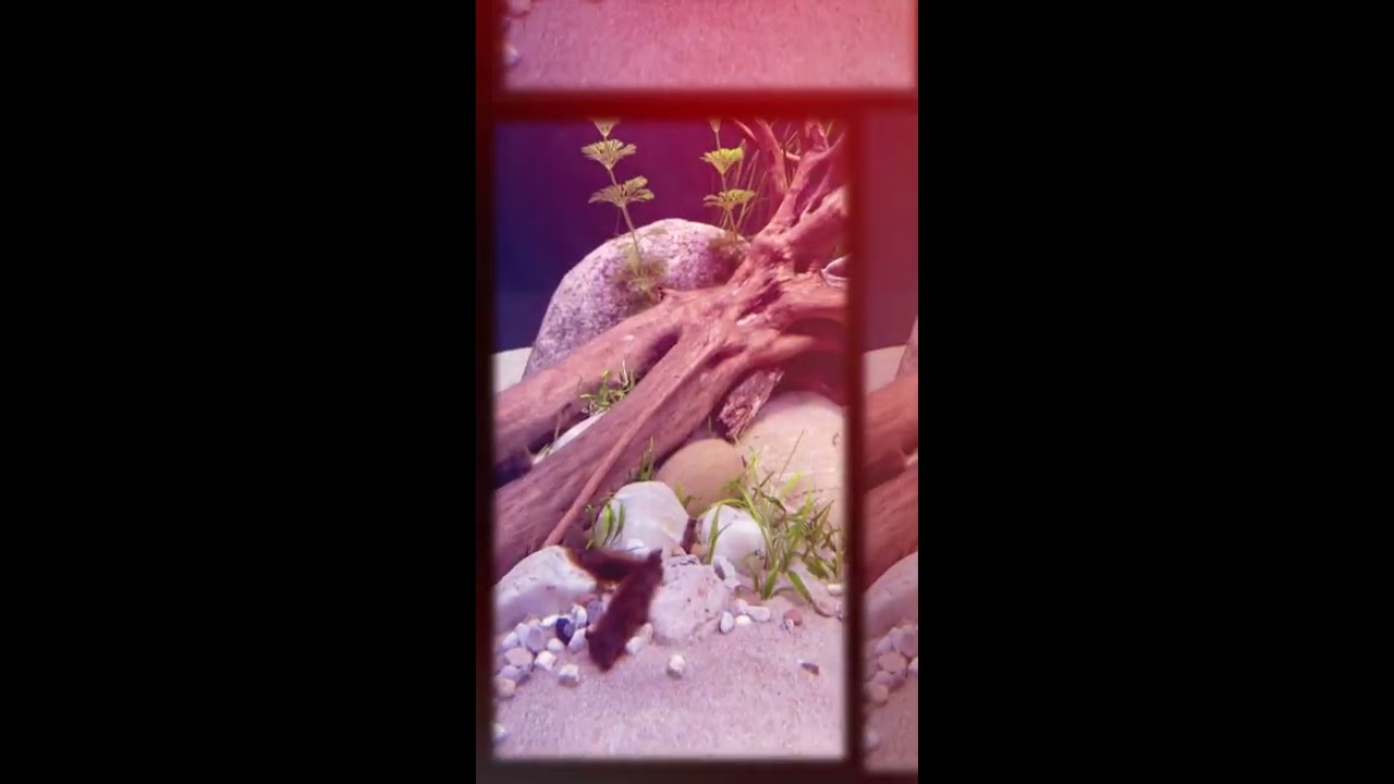 Rückblick - Bau des 1900 Liter Südamerika Aquarium