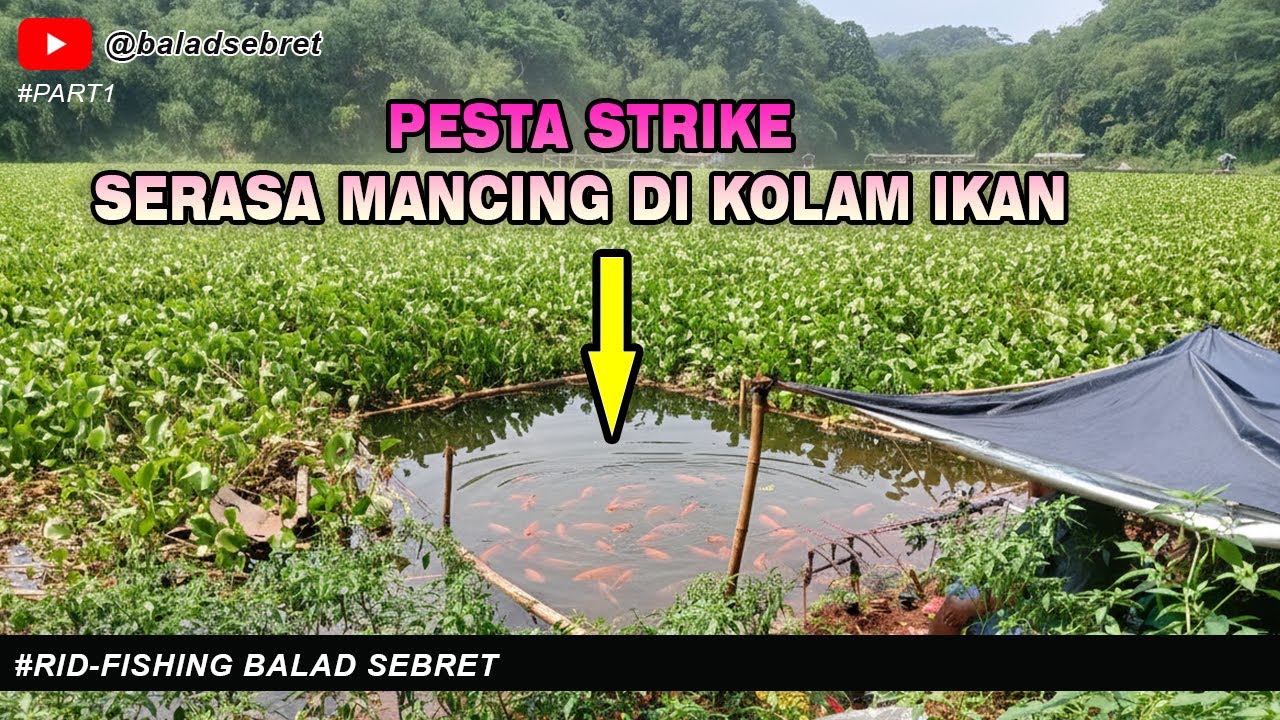 Umpan Turun Langsung Hajar! Nila Besar Sembunyi di Eceng Gondok!