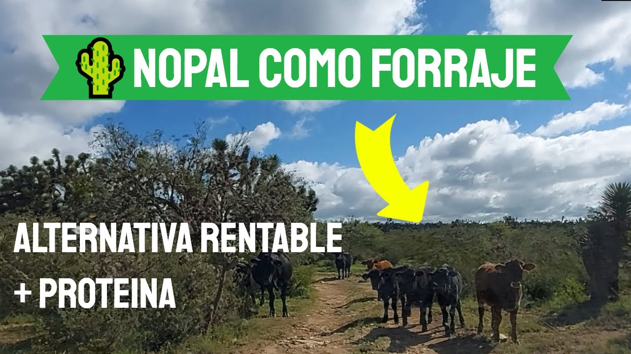 💚NOPAL forrajero | económico y con ALTA proteína para GANADO 2021👇