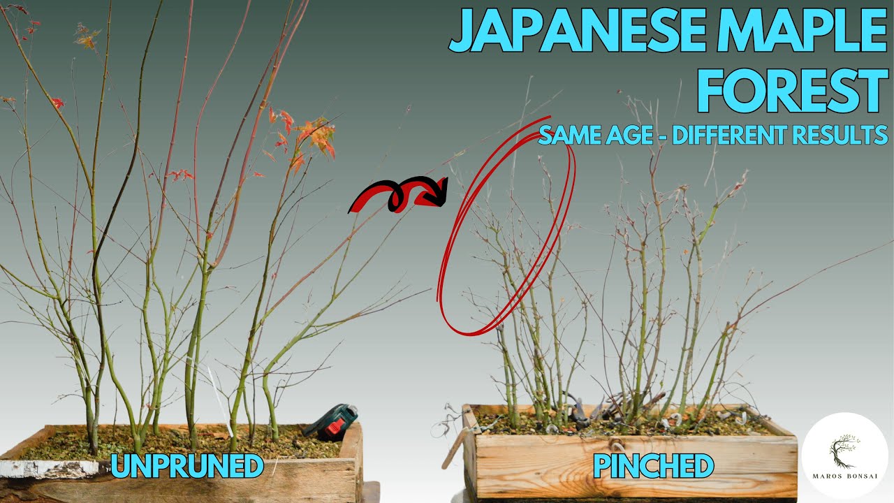 Pinched vs Unpruned Acer Palmatum Bonsai Forest | 8 Month Update