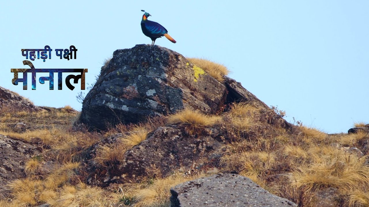 Dance and Mating Ritual of Monal Bird | @RoundglassSustain