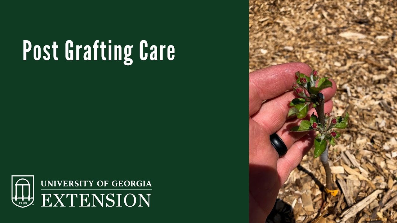 Post Grafting Care