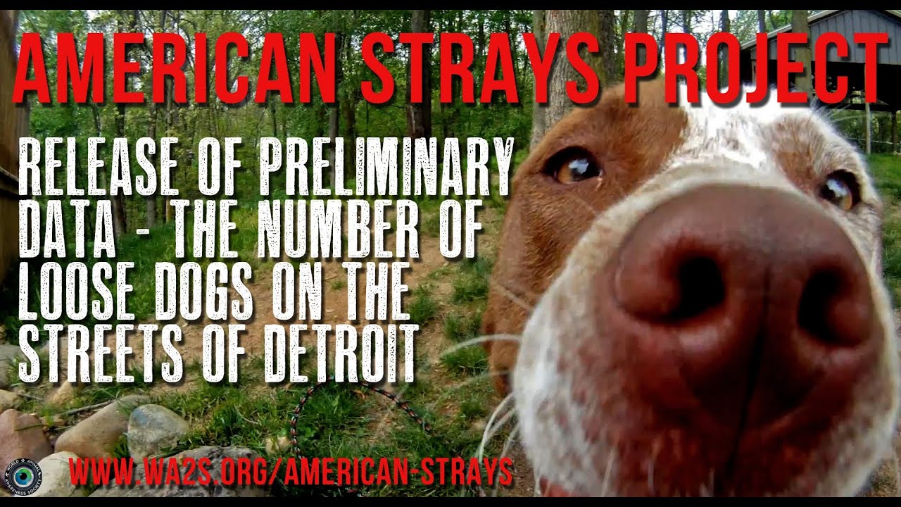 American Strays Project Preliminary Data Release Regarding Loose Dogs on Detroit Streets
