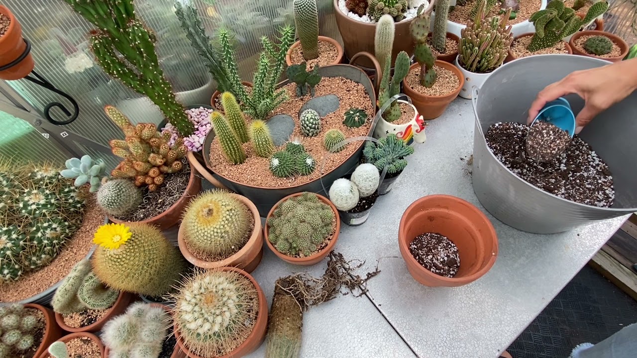Cactus unboxing 😊