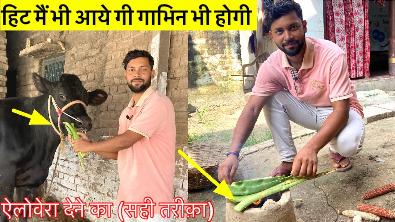 Aloevera से गाय भैंस हिट मैं भी आएगी और ॥मोटी भी होगी गाय भैंस  ॥पशु पालन मैं ऐलोवेरा का फ़ायदे