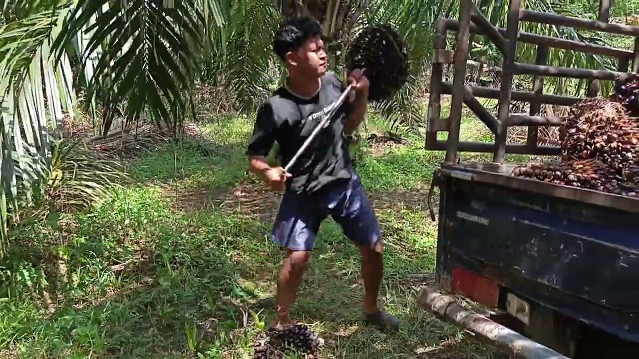 muat sawit batangnya masih rendah tapi buahnya udah besar