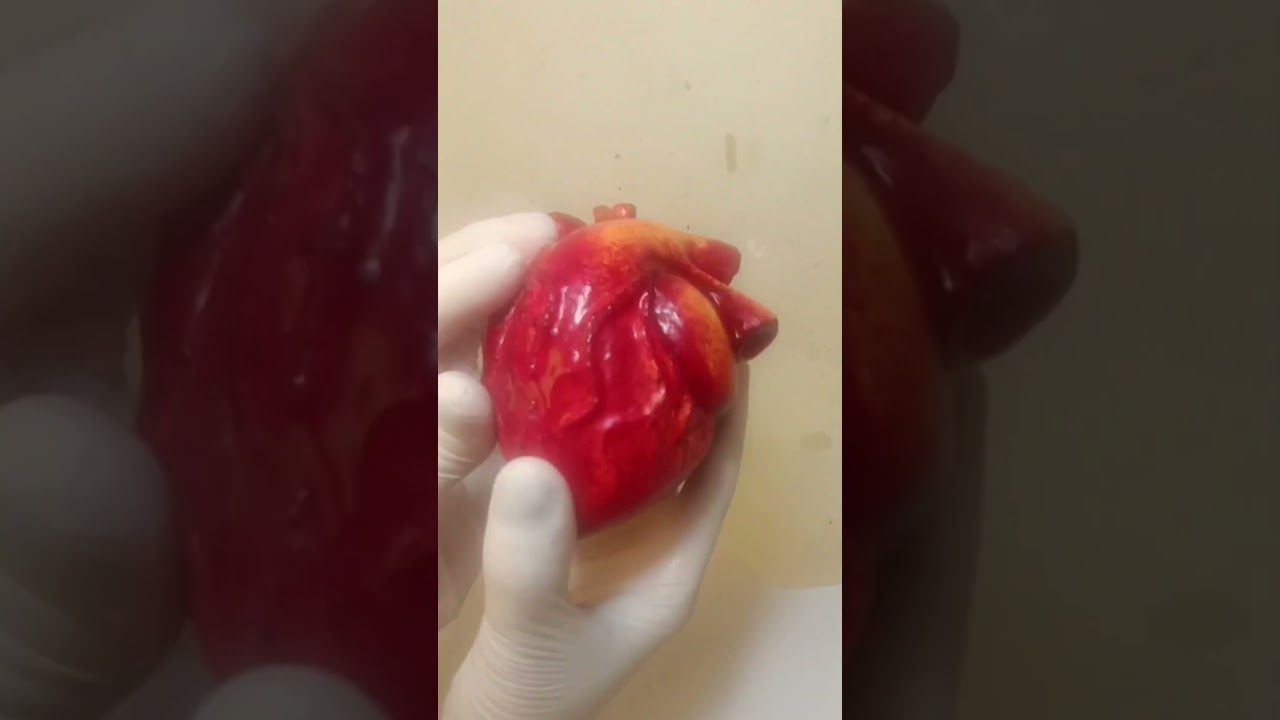 Silicone Mold Realistic Anatomical Human Heart 3D for Candle Soap 12cm Valentine's Day