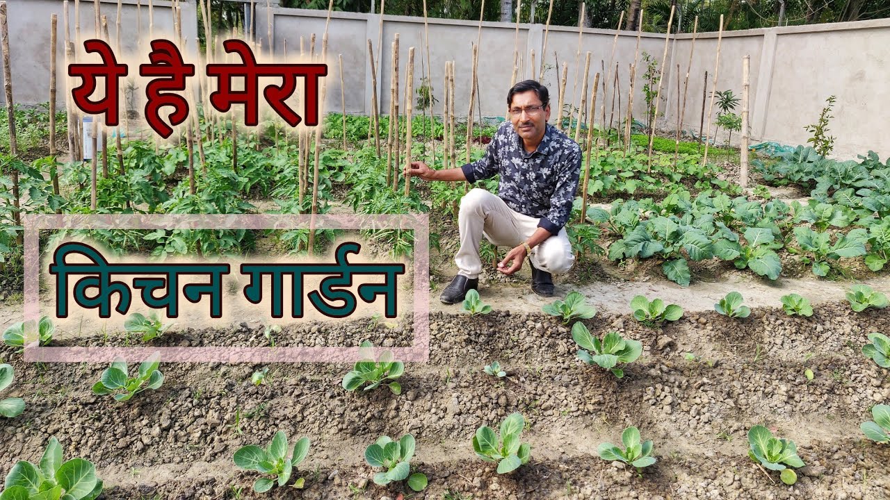 मेरा किचन गार्डन का  पहला वीडियो / Overview of my kitchen garden