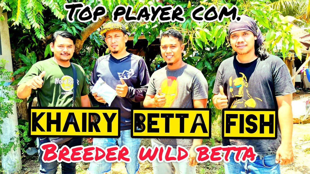 Melawat Khairy Betta Farm//wild betta breeder Alor setar//ikan padu//alien, mahacai, Imbellis, dll.
