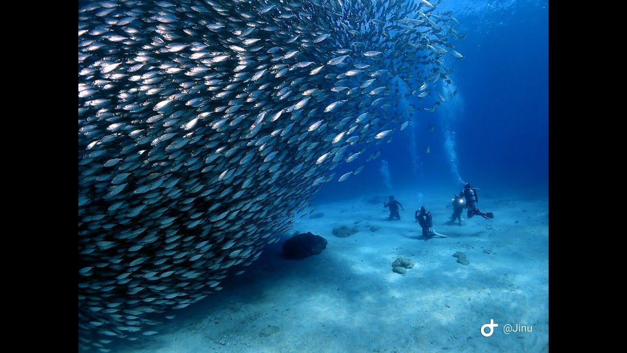 사이판 스쿠버다이빙 여행 (사이판 바닷속 물고기)SAIPAN, LAULAU BEACH, SCUBA DIVING