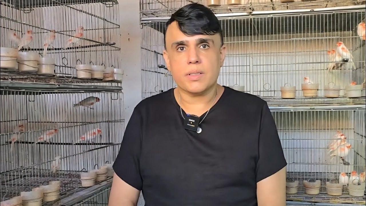 CONHEÇAM O CANARIL DO IVAN - VERMELHOS MOSAICOS
