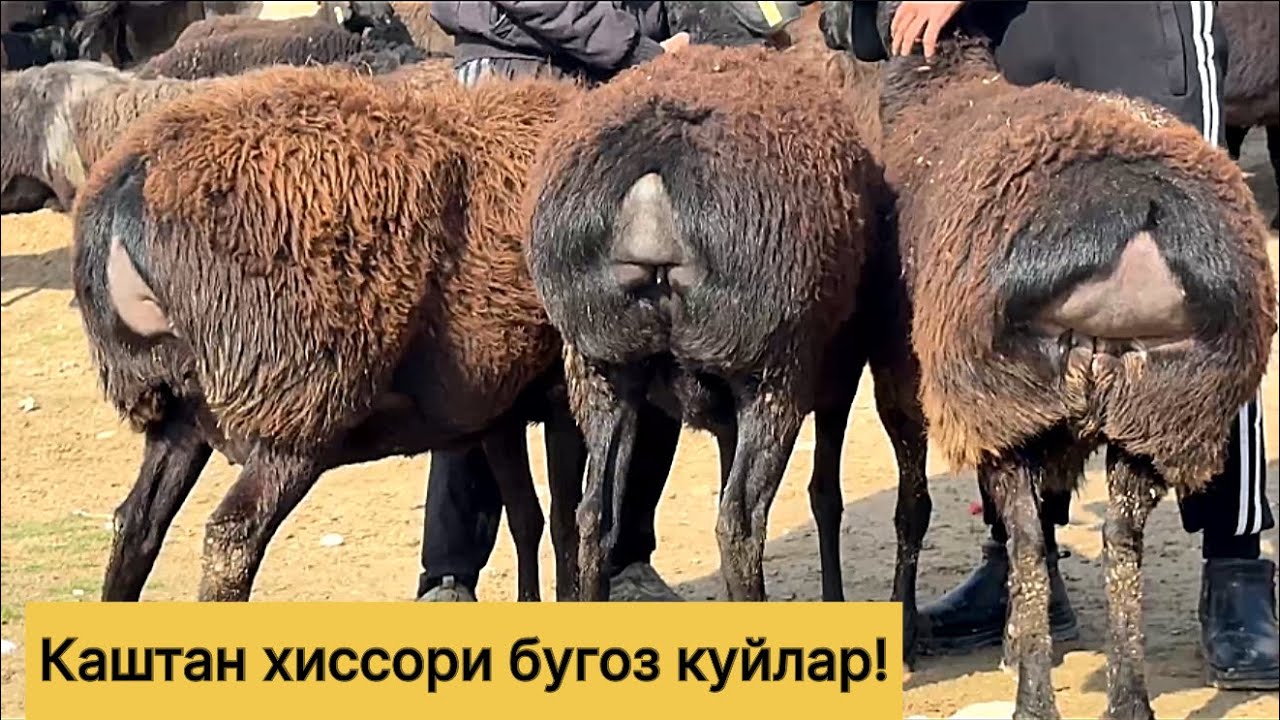 Каштан хиссори бугоз куйлар! 978539798☎️