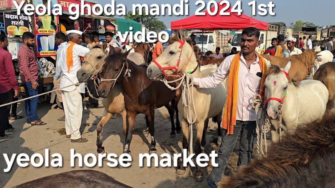 Yeola ghoda Mandi 2024 1st video update | live yeola horse market baby horses | marwad kathiyawad