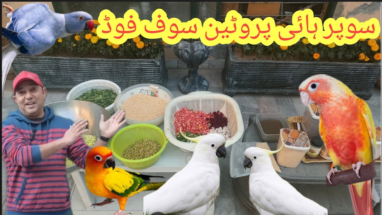 Best High Protein Softfood For Parrots||How To Make Parrot Food||Birds Healthy Food||Hindi||Urudu||