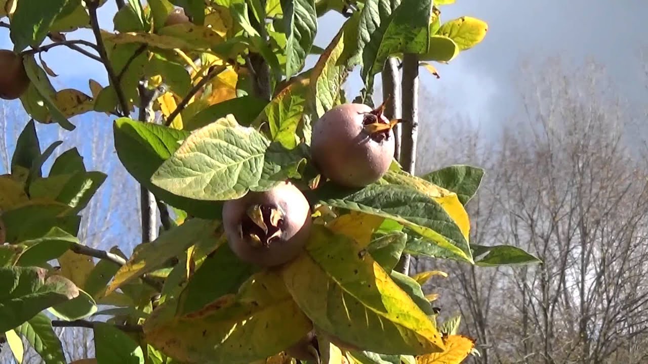 Le Néflier d'Allemagne (Mespilus Germanica)