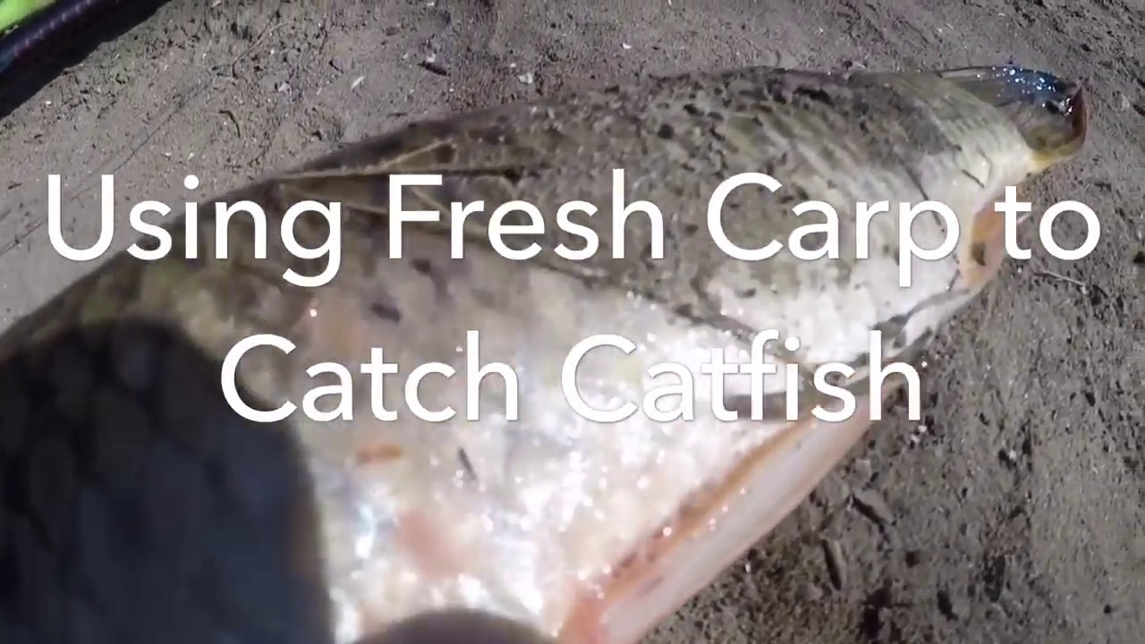 Fresh Carp = Quality Catfish