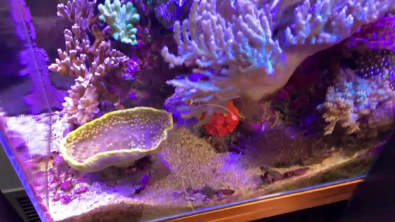 Mangrove Reef 02/2026