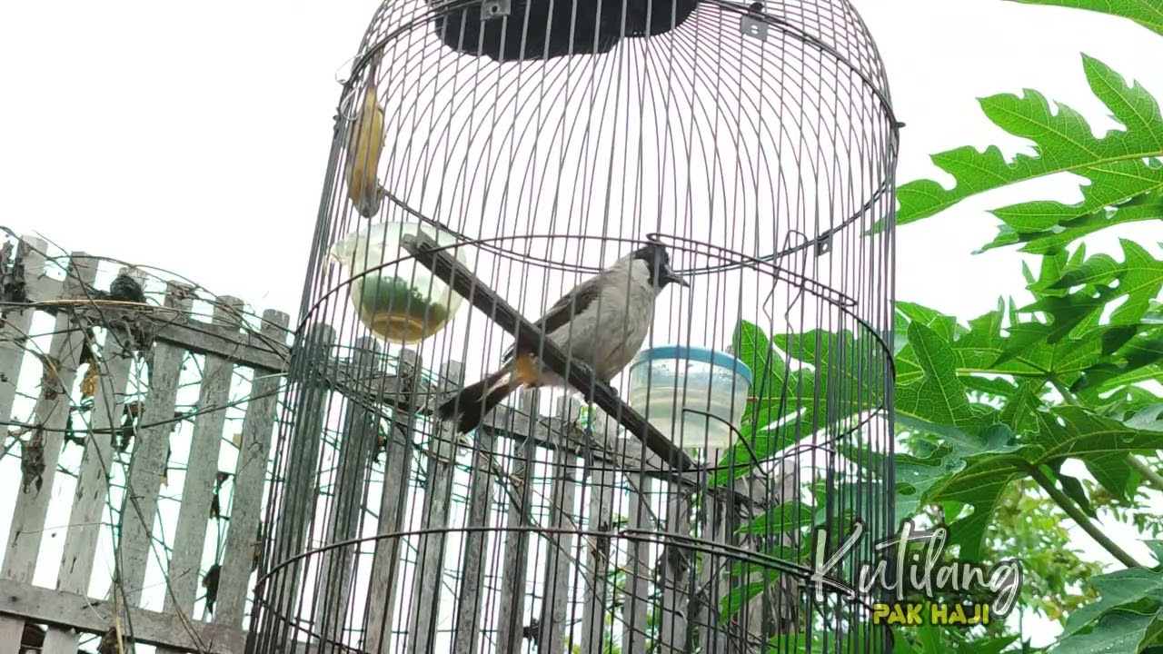 Suara Kutilang Pancingan GACOR! Suara KUTILANG ASLI ISIAN UNTUK MASTERAN SEMUA BURUNG KUTILANG