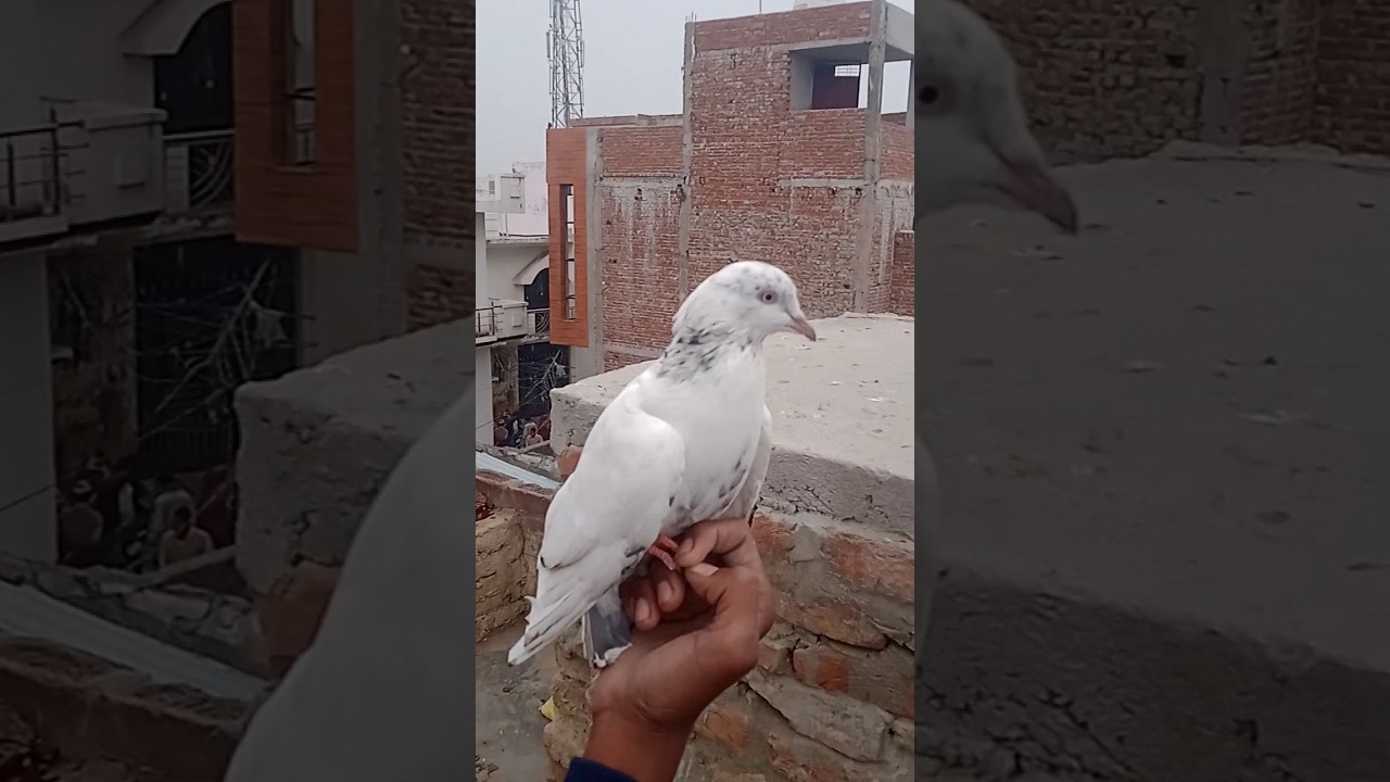 love🙈❤#pingeon #automobile #carlover #tharlover #car #crazyxyz #offrode #kabootar