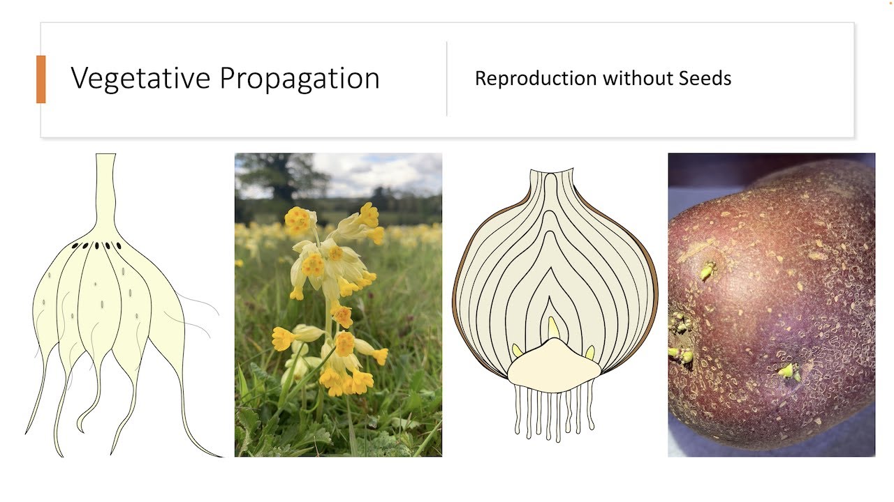 Biology Bugbears-Vegetative Propagation-Leaving Cert Biology Summary 2023