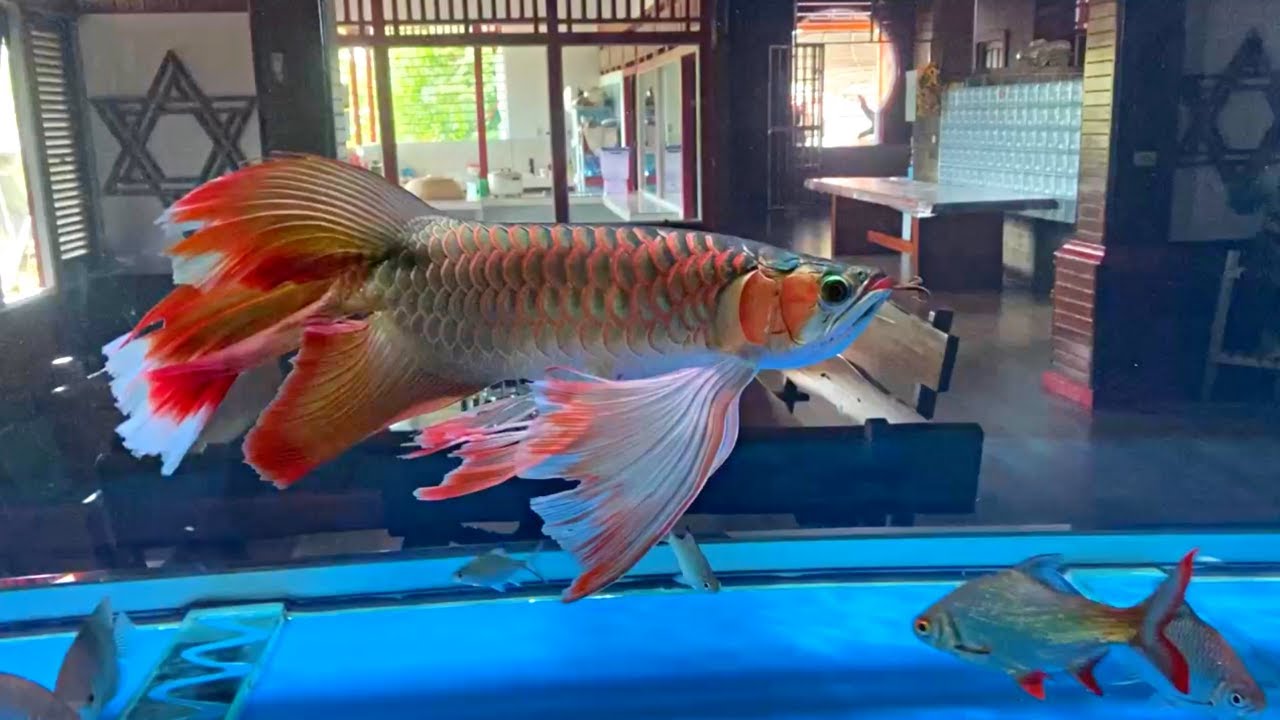 Most Beautiful Arowana With Long Tail | Best Types of Arowana