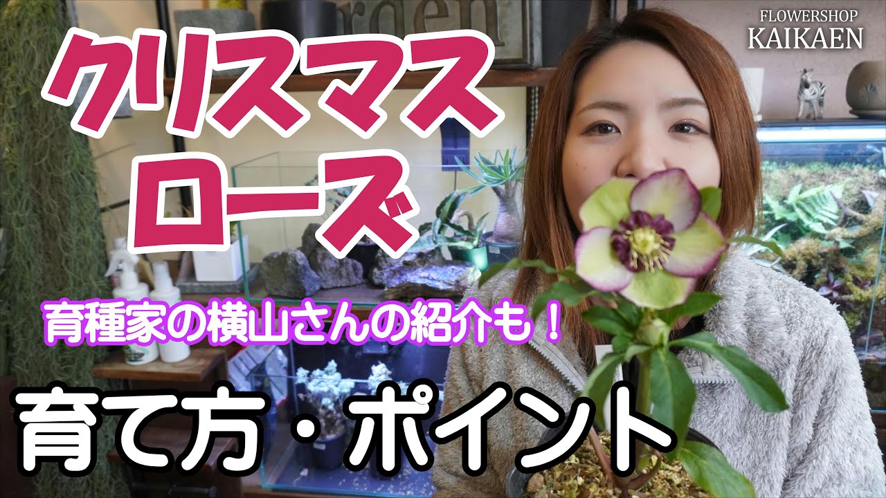 クリスマスローズ　管理方法　ポイント　買う時のポイント　横山園芸さん【おうちでガーデニング】開花園チャンネル