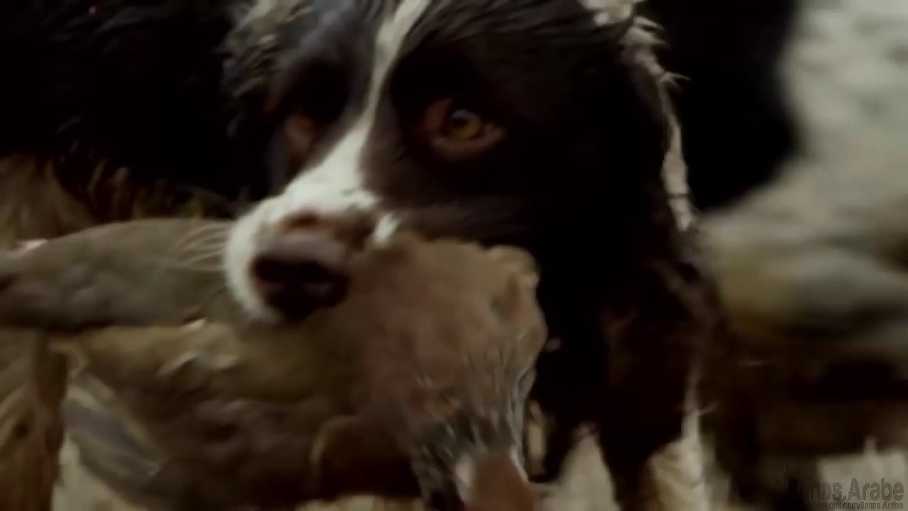 Chasse au perdrix,Partridge Hunting,Caza de Perdiz