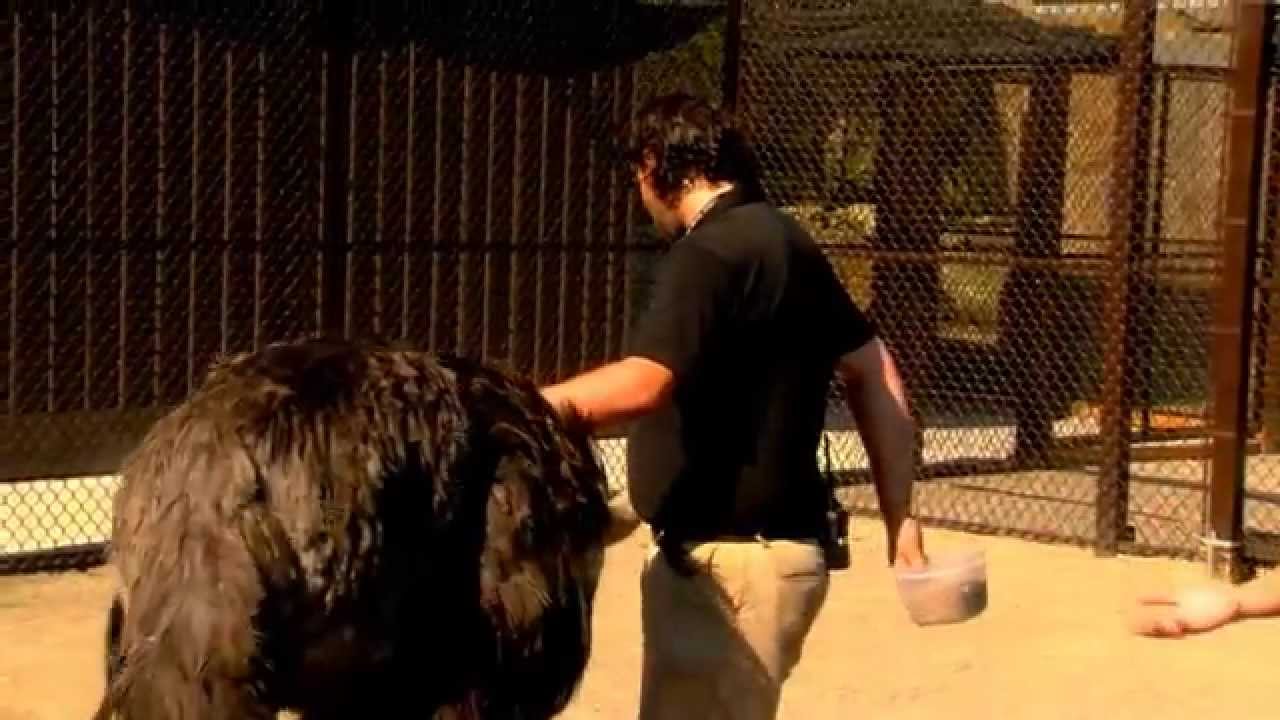 Ostrich Training - Cincinnati Zoo