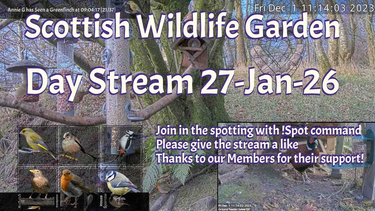 LIVE 🔴 Bird Feeders, Wildlife Cameras Scotland UK from Scottish Wildlife Garden