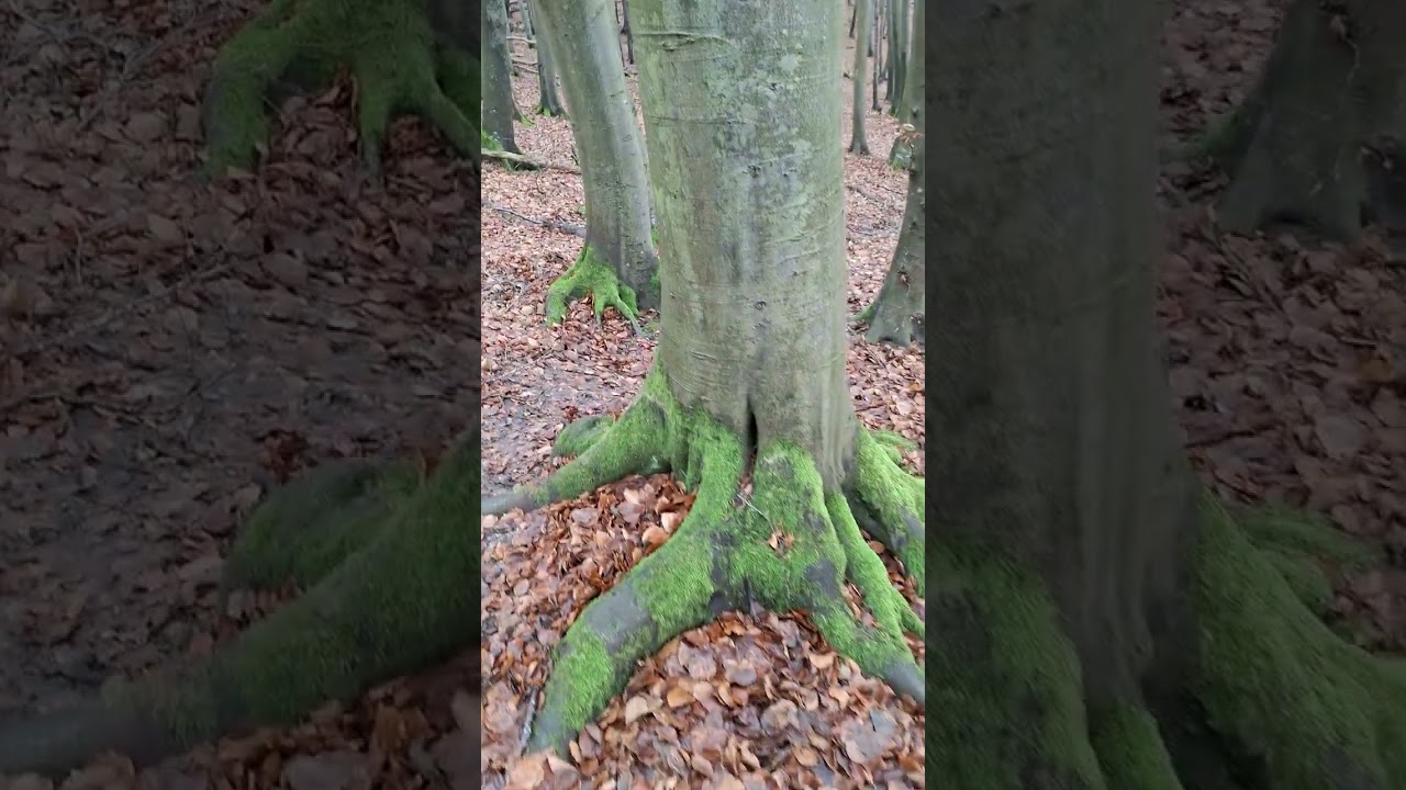 🇩🇪Прогулка 8 км от Sassnitz до K&ouml;nigsstuhl через Nationalpark Jasmund вдоль берега Балтийского моря.