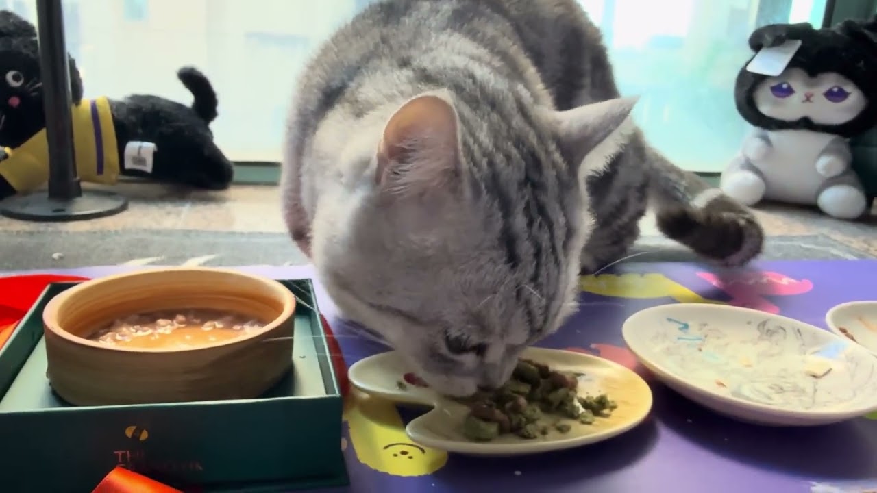 Cat buffet 