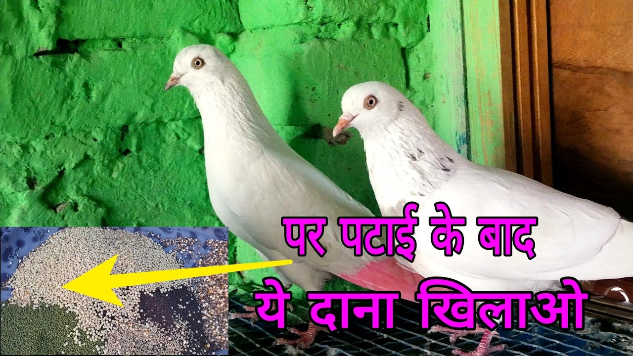 कबूतरों की पर पटाई के बाद ये दाना खिलाना चाहिए
