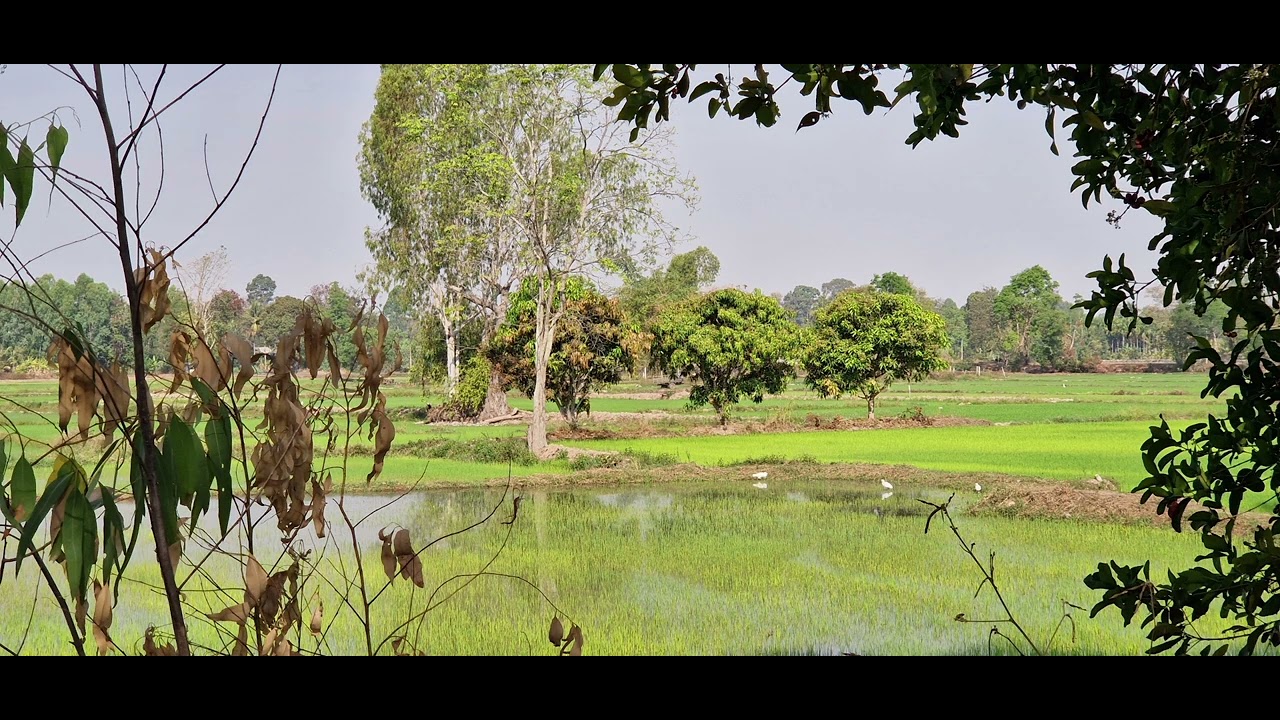 @ 2026/02/15 Rizière en Thaïlande. Région Isan