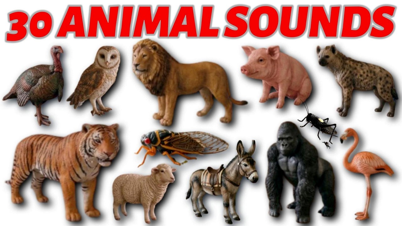 Animal Sounds | Learn Animals and Their Sounds for Toddlers | Educational Video