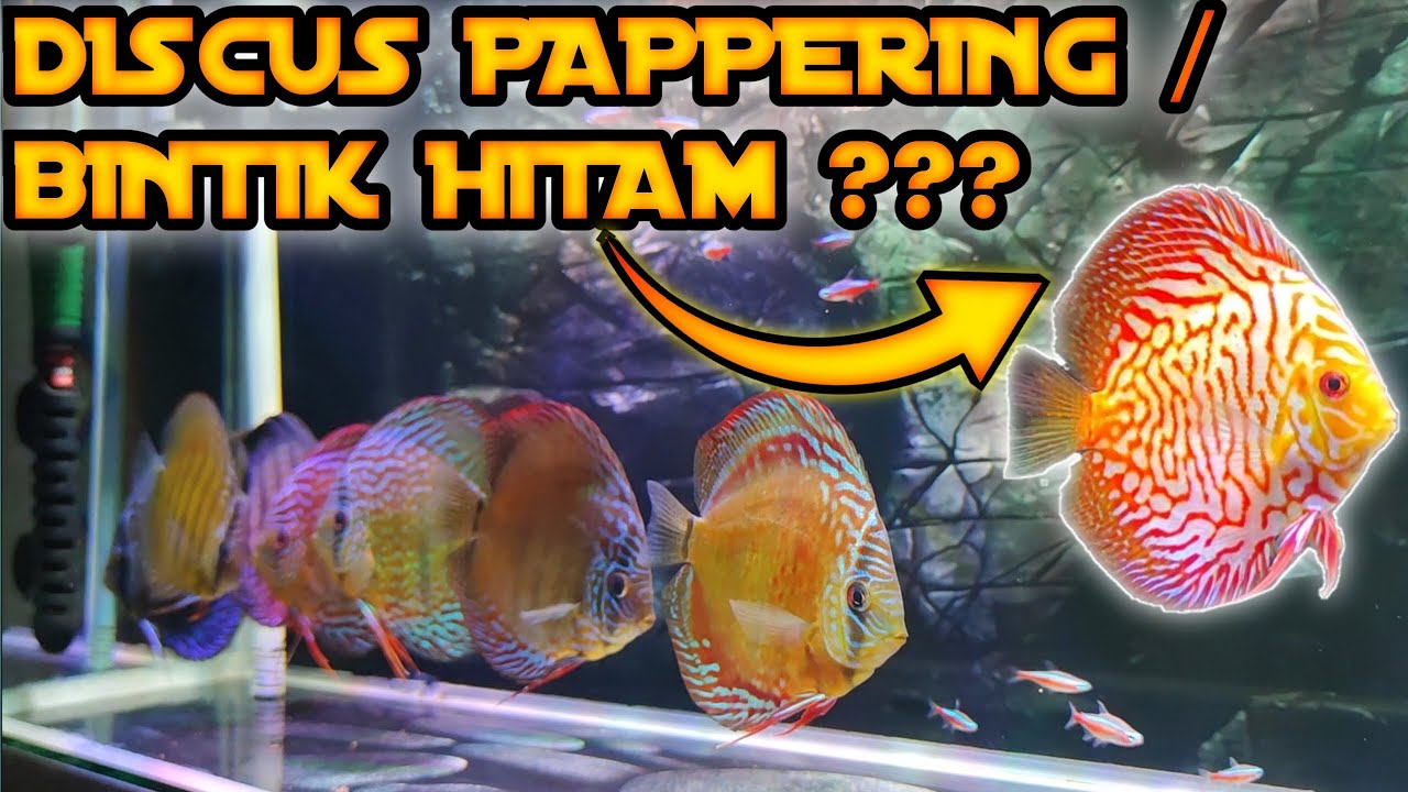 DISCUS || Begini mengatasi discus pappering / pasiran / bintik hitam