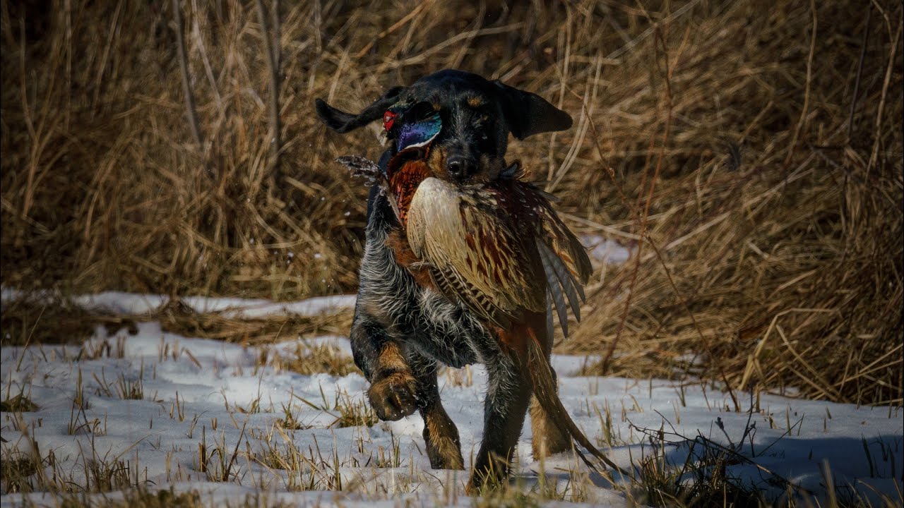 Polowanie na bażanty .Hunting pheasants.