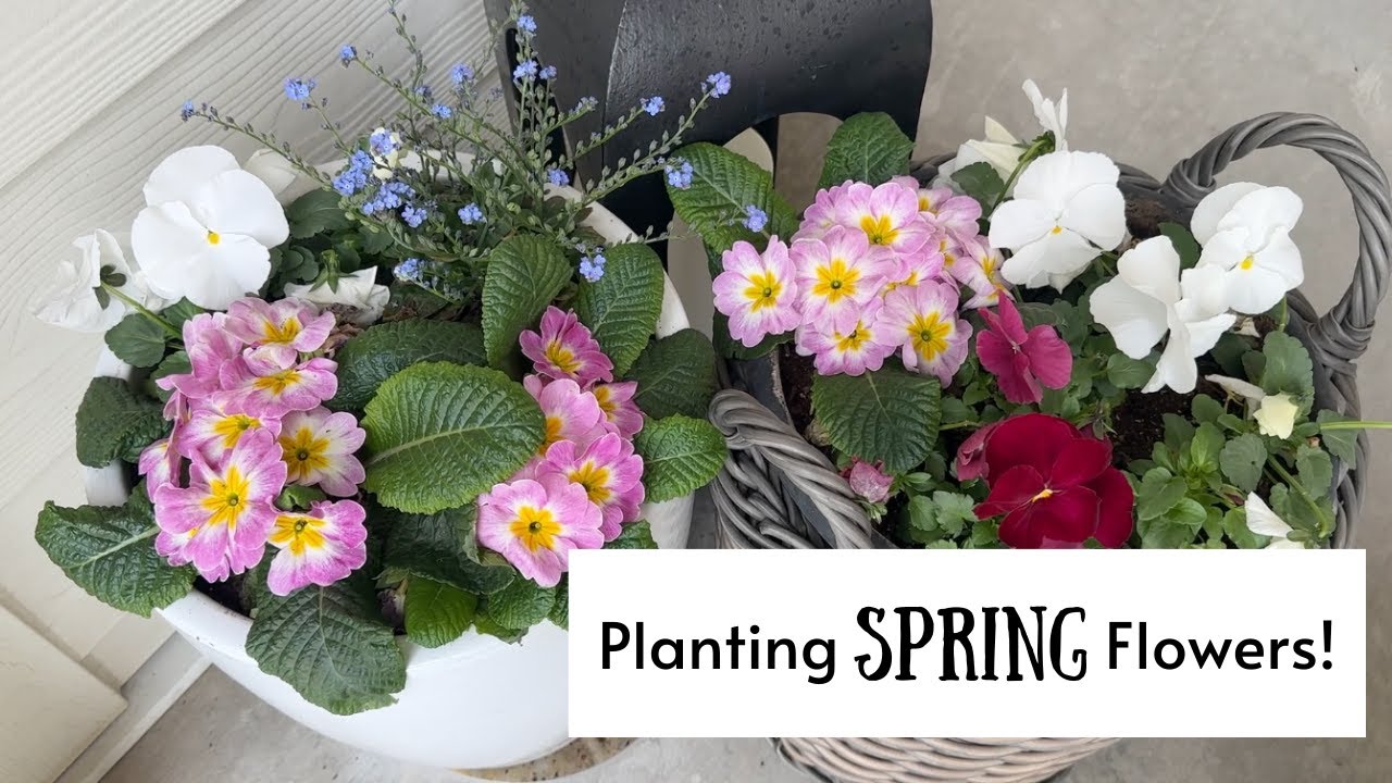 Planting SPRING flowers! And a little Spring Clean Up!